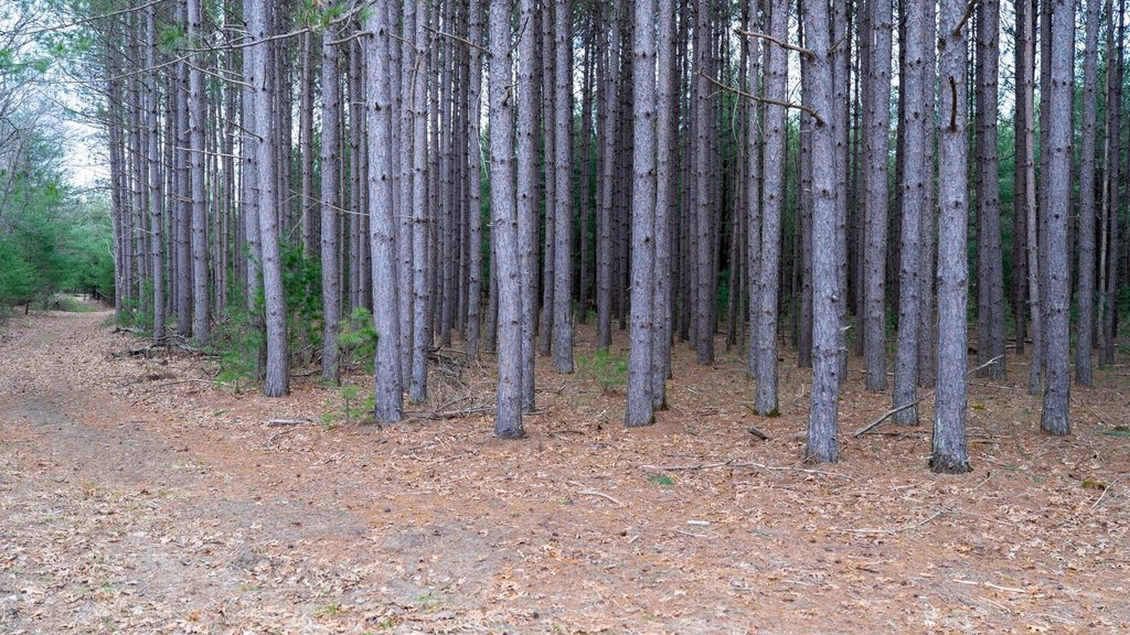 Picture 28