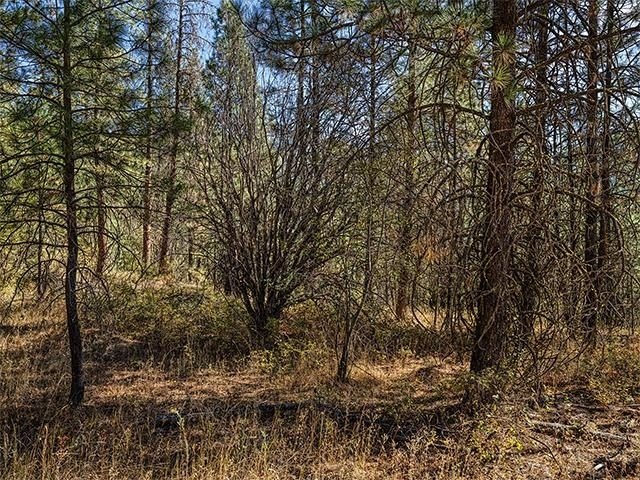Nine Mile Falls Treed Land