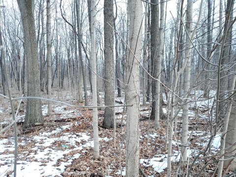 Heavily Wooded Land in Niles