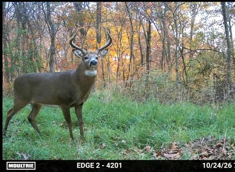 Hunting Land with Hardwood Timber