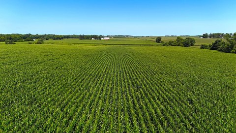 Productive Farmland Near Dewar, Iowa