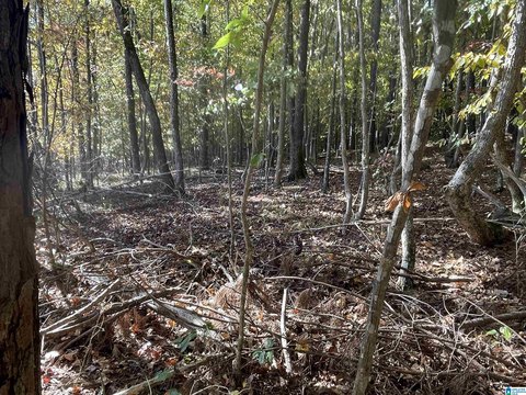 LAND/LOTS, ONEONTA, AL