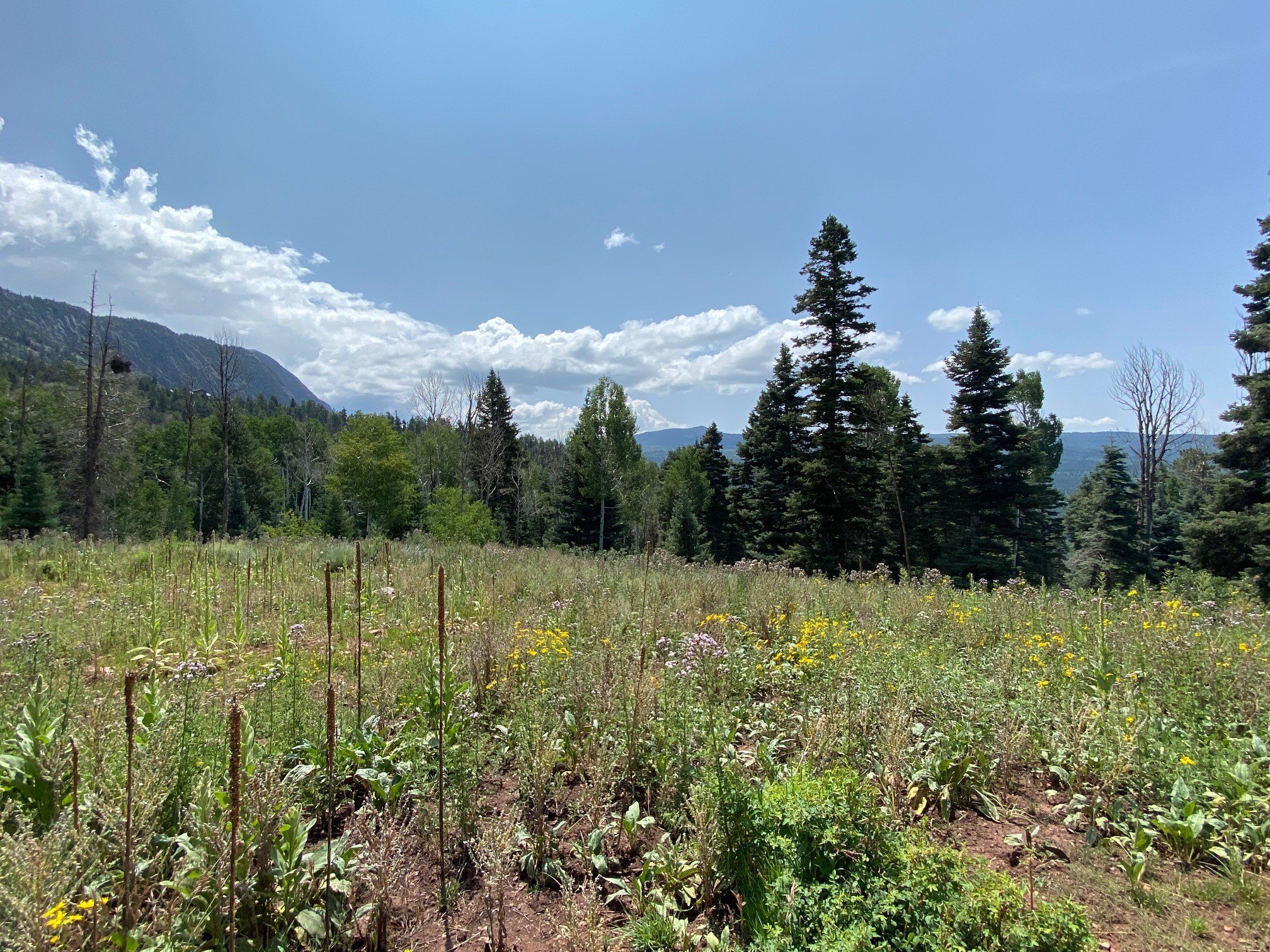 Land with Mountain Views