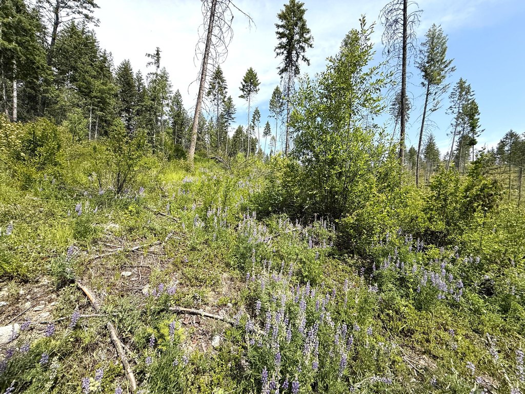 Picture 21
