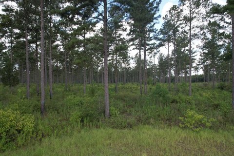 Land, Ashford, AL