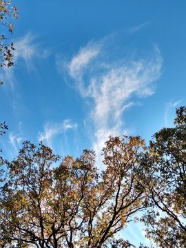 Recreational Hunting Land Near Lakes