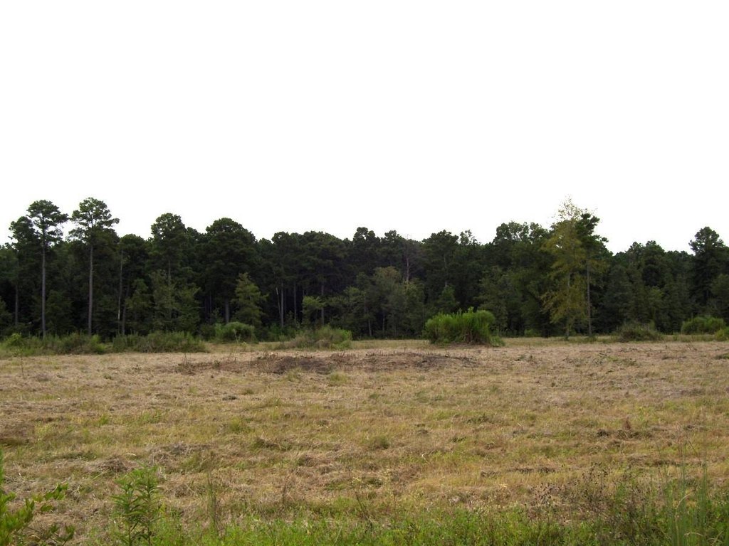 Picture 8