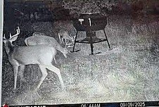 Picture 38