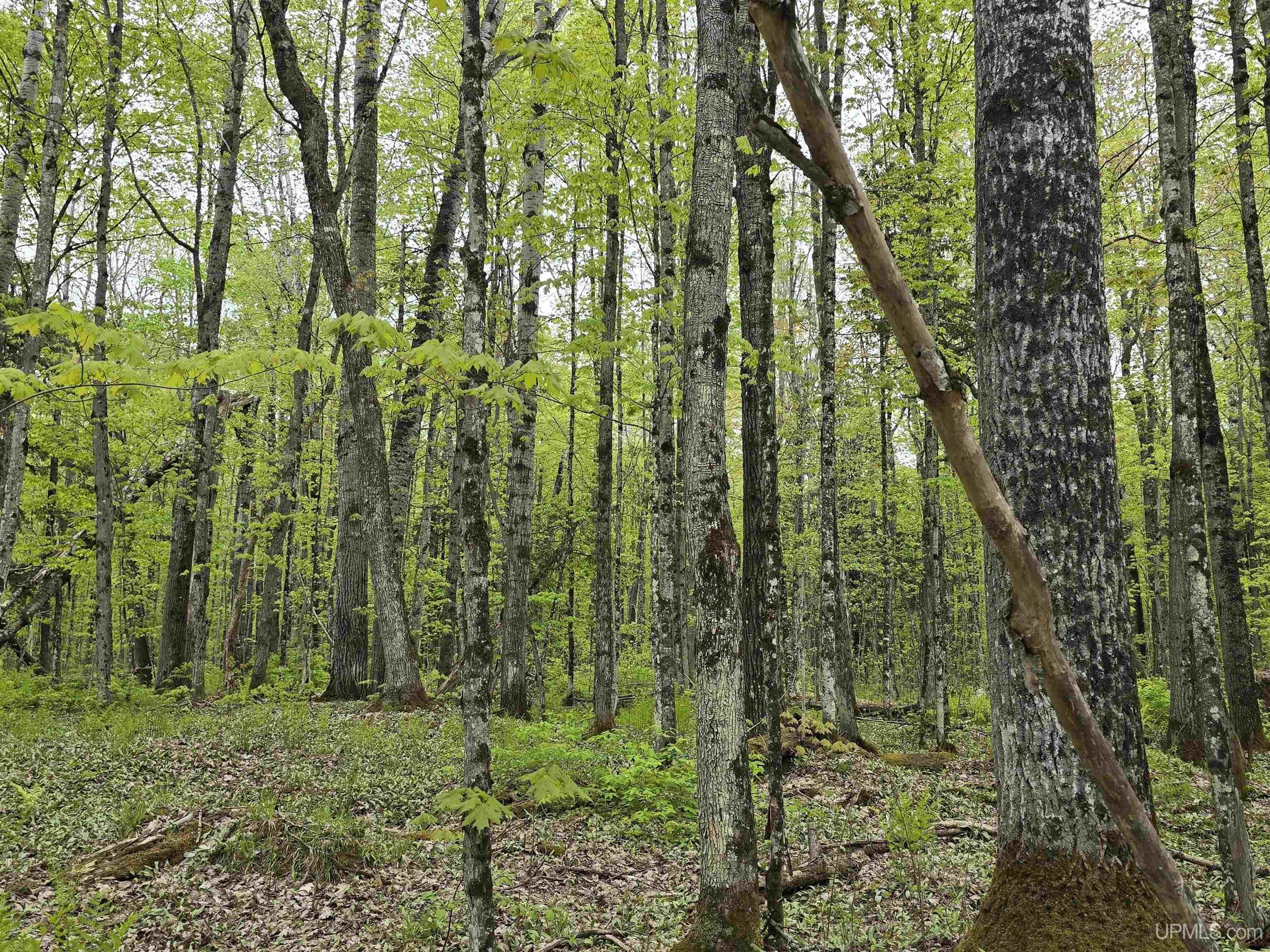 Wooded Land Near Ottawa Forest