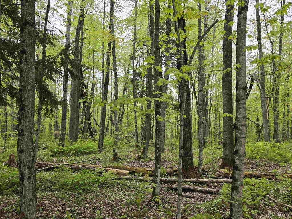Picture 25