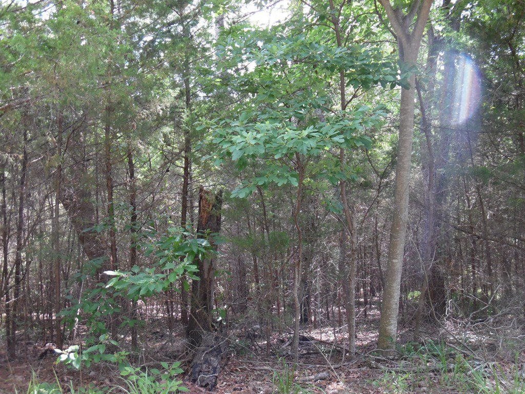 Picture 8