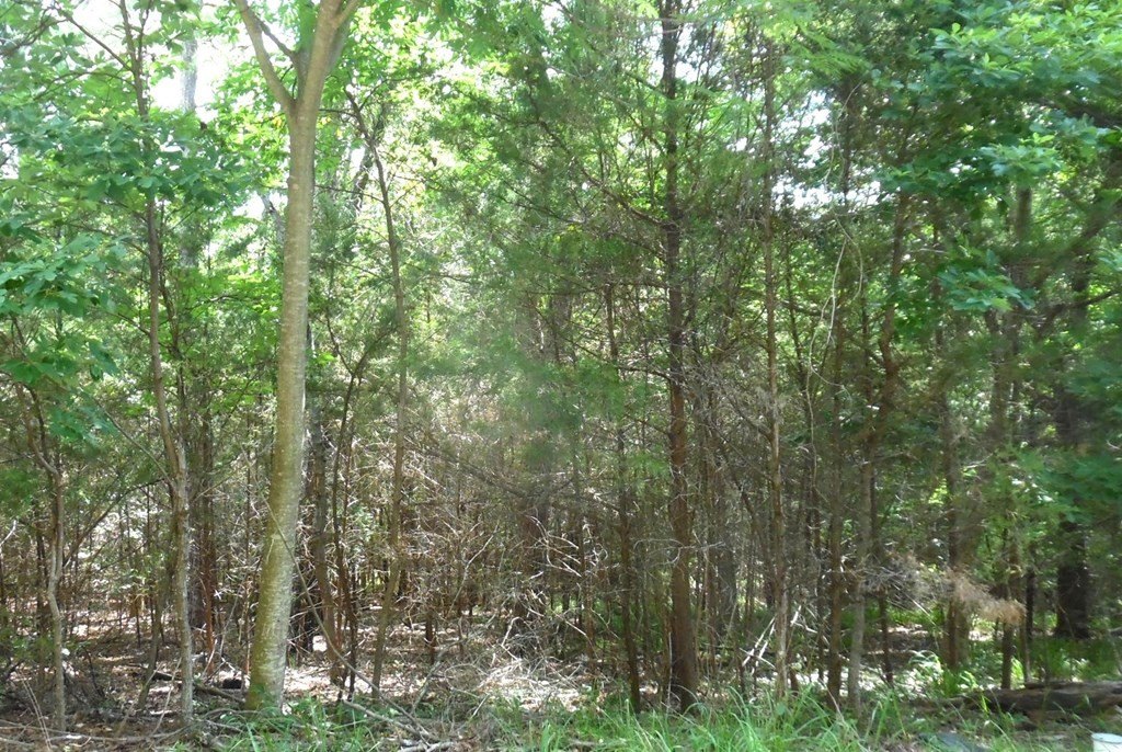 Picture 15