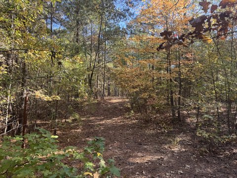 Residential Land Lot with Pine Trees