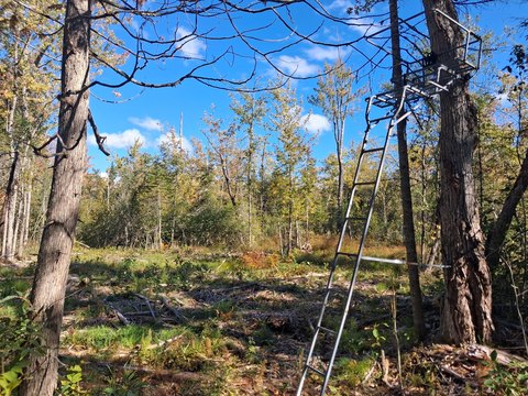 Wooded Acreage Land