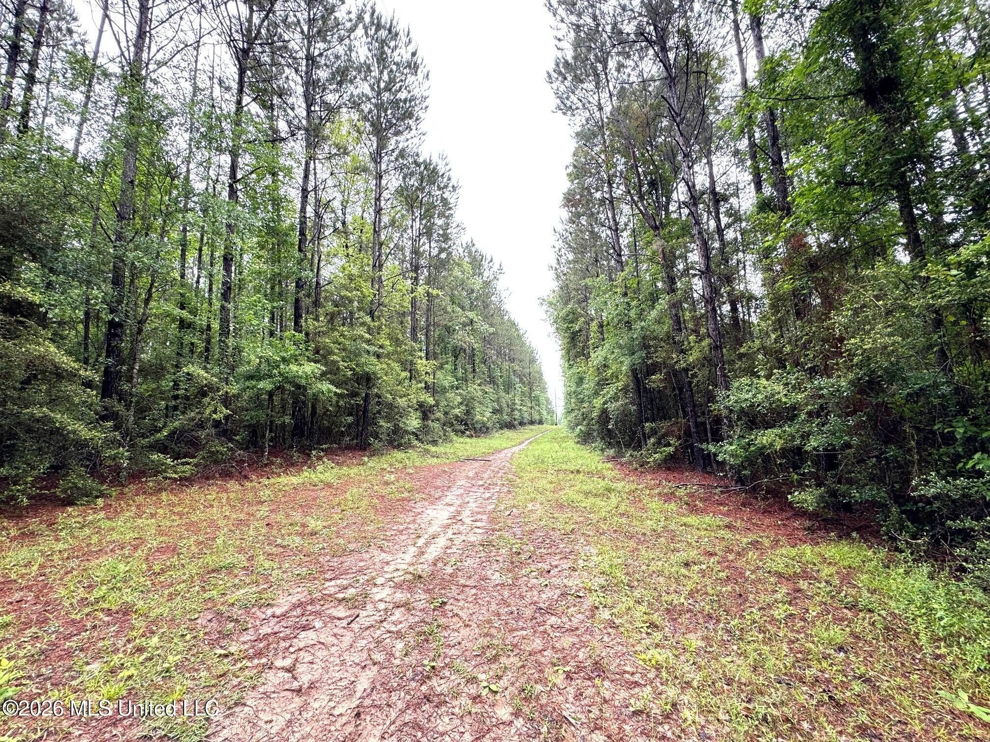Wooded Acreage Near Osyka, Mississippi