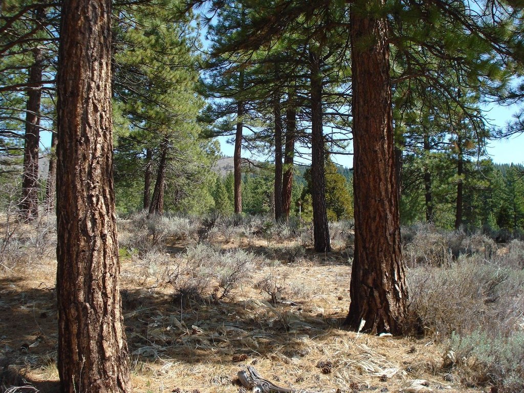 Picture 5