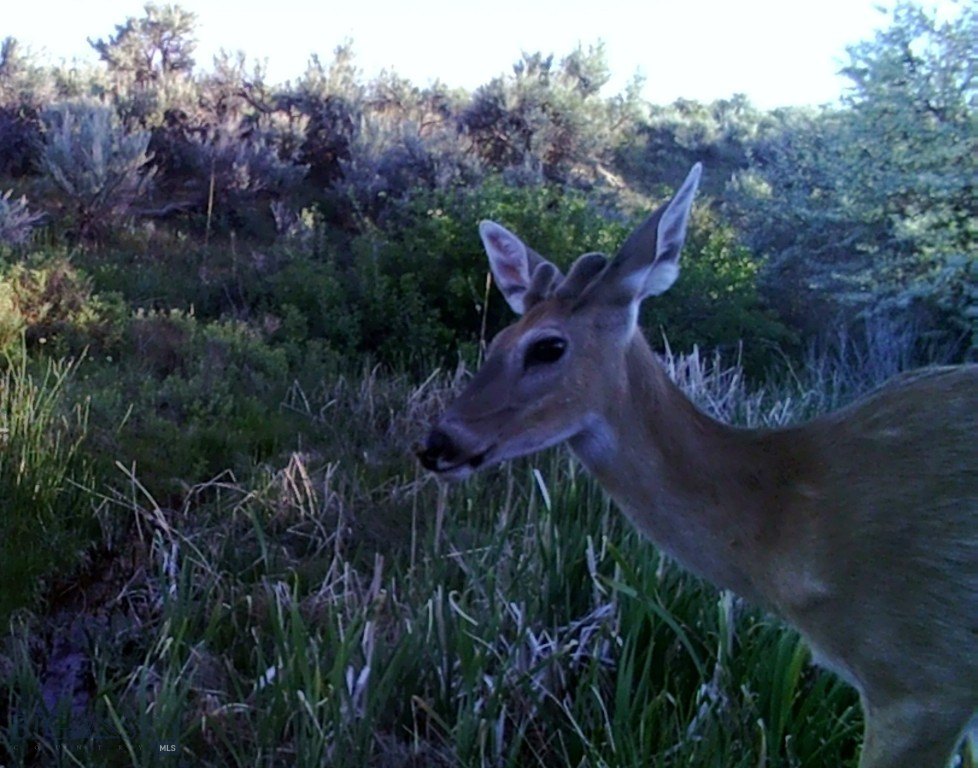 Picture 44