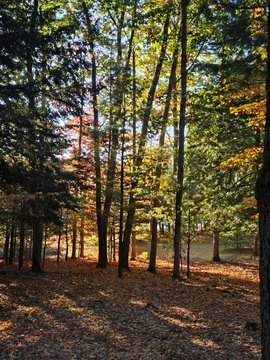 Land Overlooking Pond in Manistee
