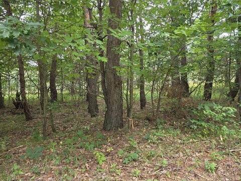 Land, Grayling, MI