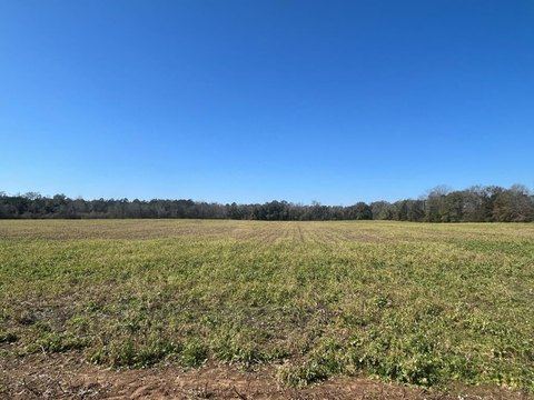 31.5 Acre Homesite Opportunity