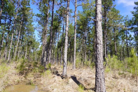Timberland Hunting Tract