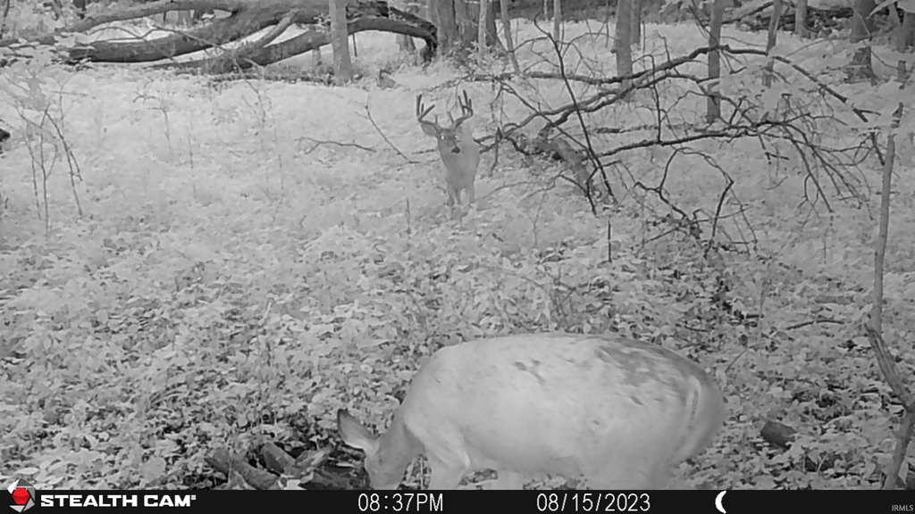 Picture 38