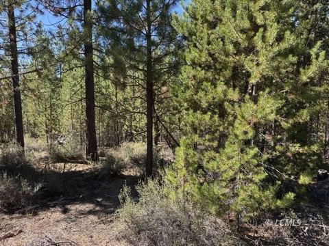 Diamond Meadow Treed Land Parcel