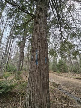 Wooded Hunting Land with Two Lots