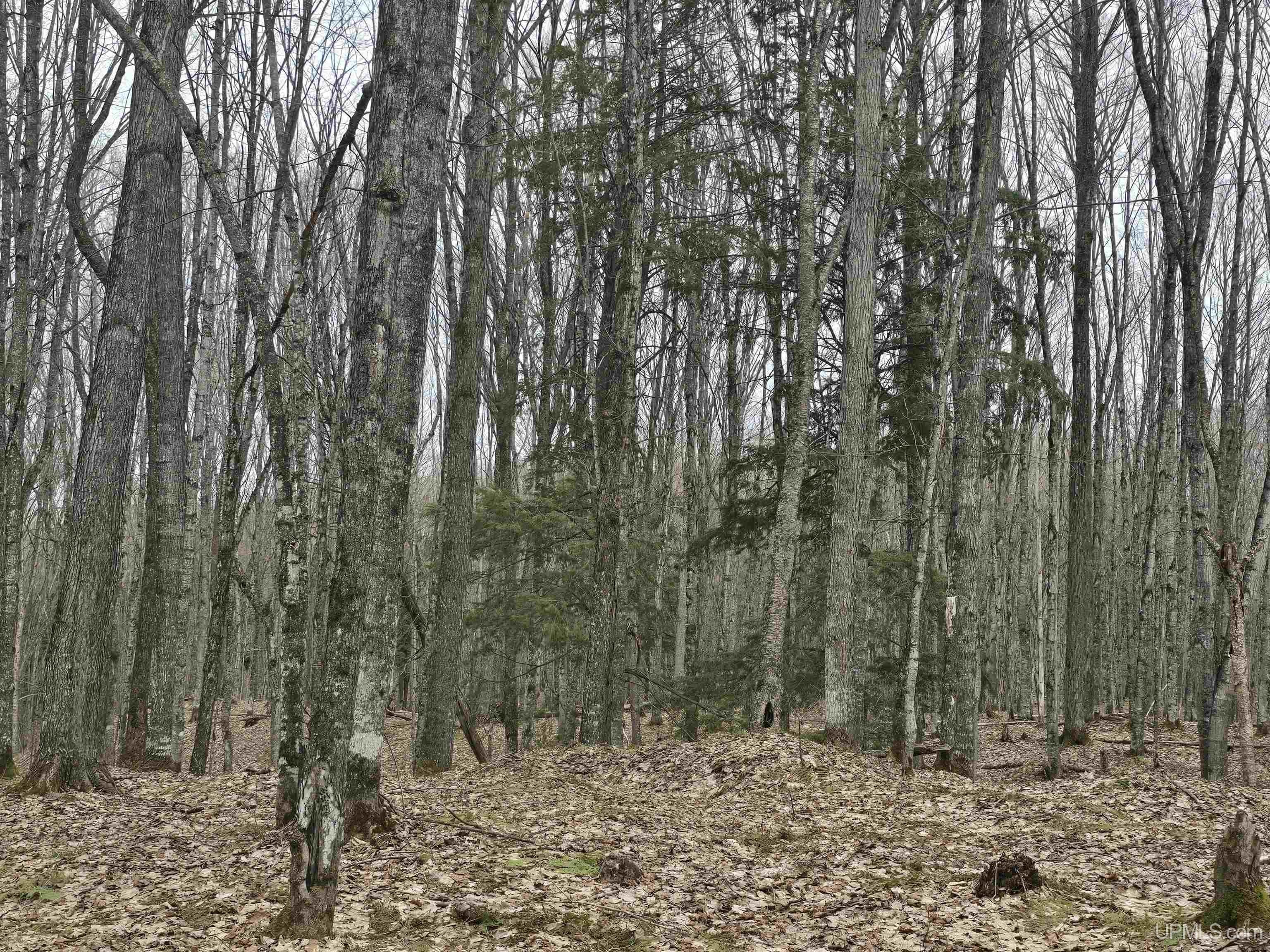 Land in Silver River Reserve