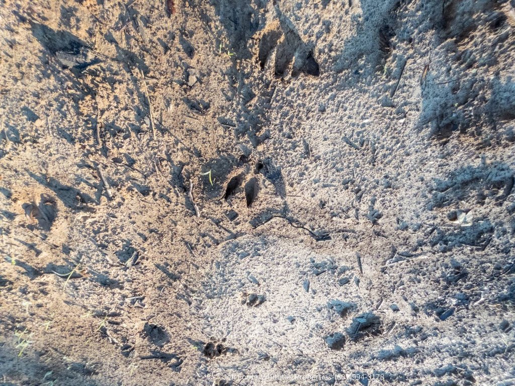 Picture 18