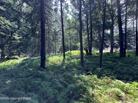 Pocono Lake Wooded Acres Land