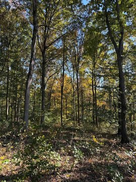 Lots and Land, Scottsville, KY