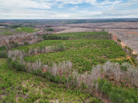 102 Acres of Timberland in Virginia