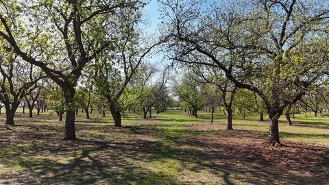 Pecan Orchard on 20 Acres