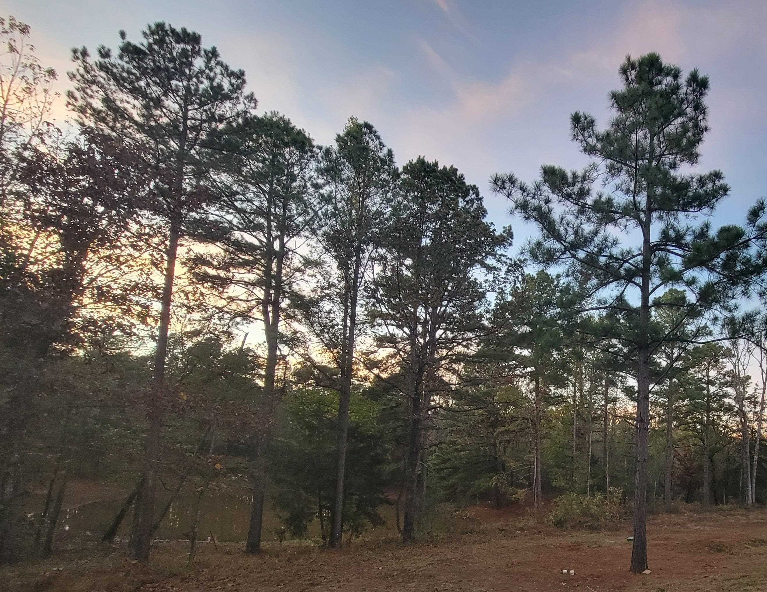 21.429 Acres Wooded Land