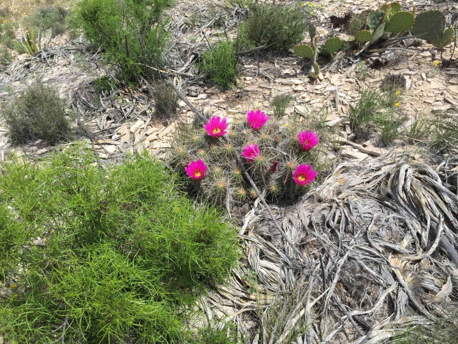 Terlingua Vacant Land with Views