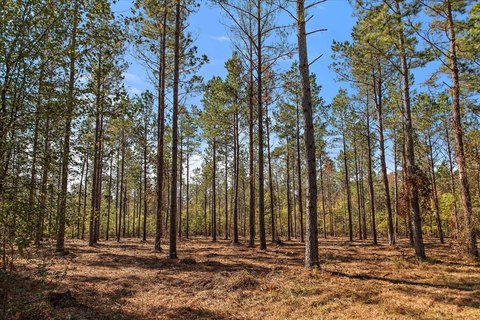 Rusk, TX Wooded Land
