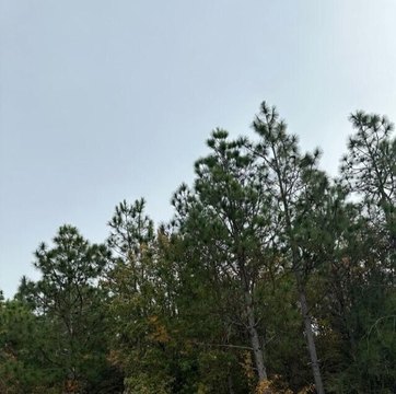 Trenton, SC Land For Sale