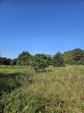 LAND - Pierce City, MO