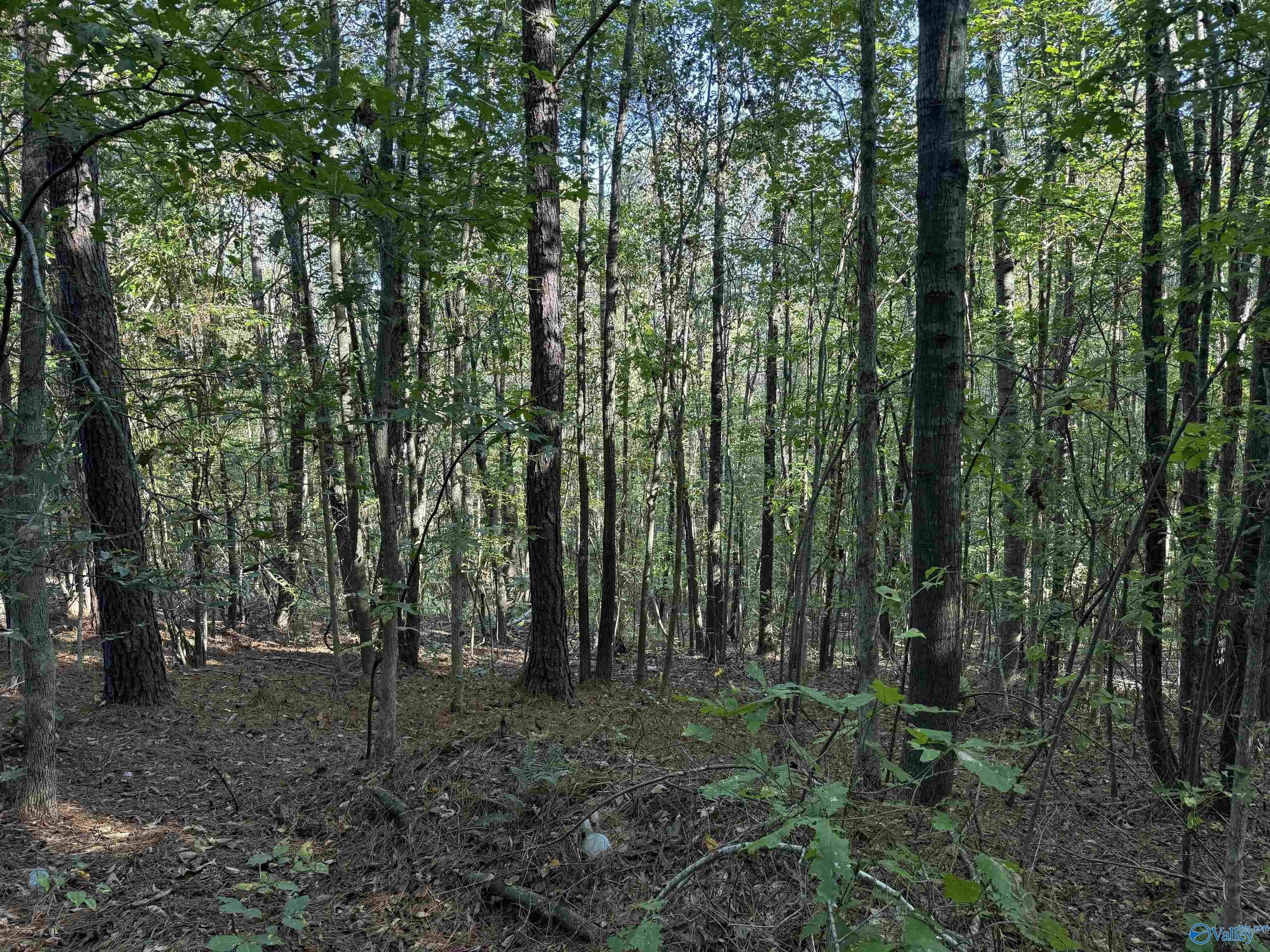 Land with Creek Access