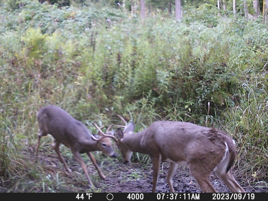 Picture 4