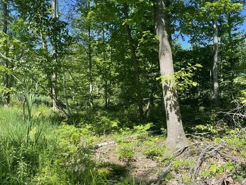 Hunting Land With Wetland Areas