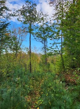 Conservation-Style Development Land