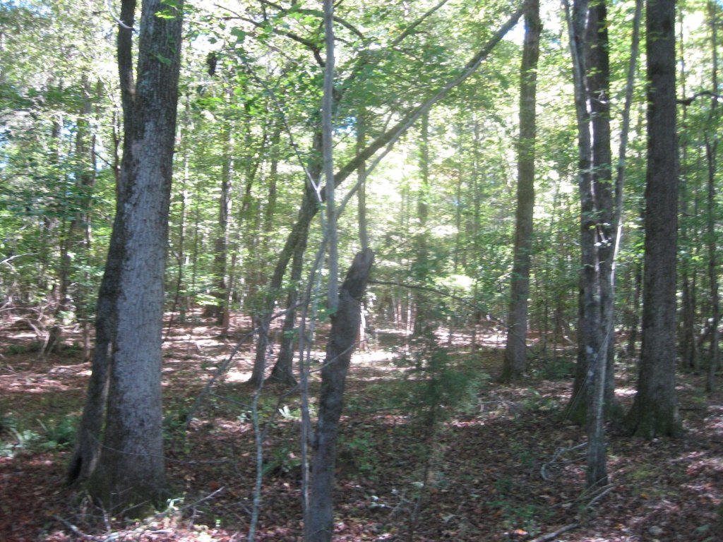 Picture 8