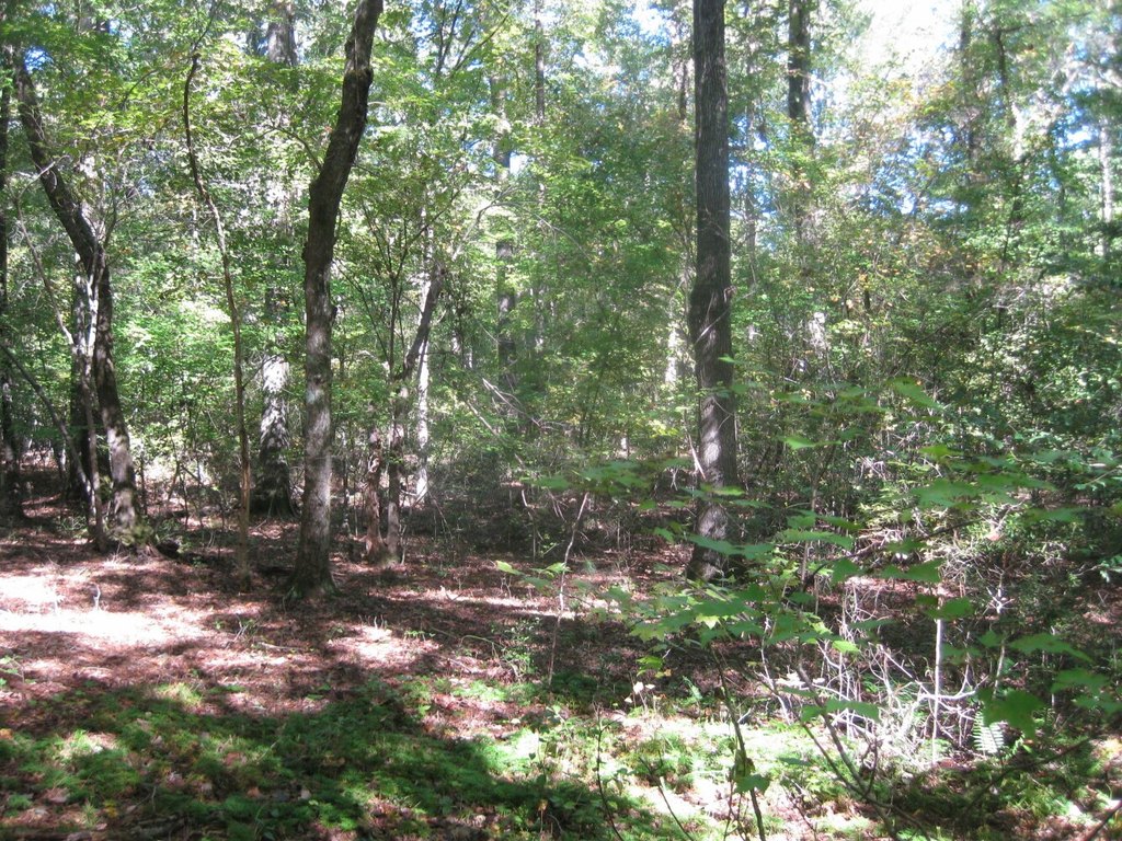 Picture 5