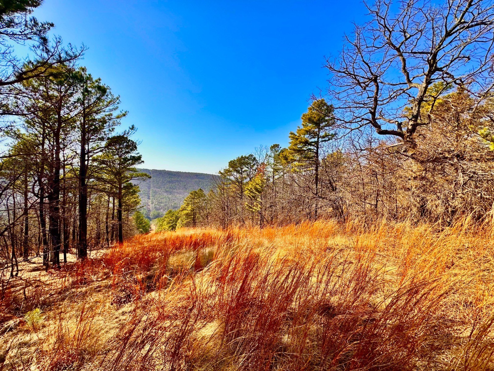 206 Acres Latimer County Land