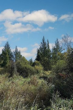 40-Acre Hunting Land