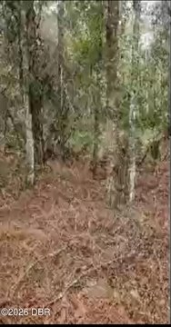 Cleared Land Near St Johns