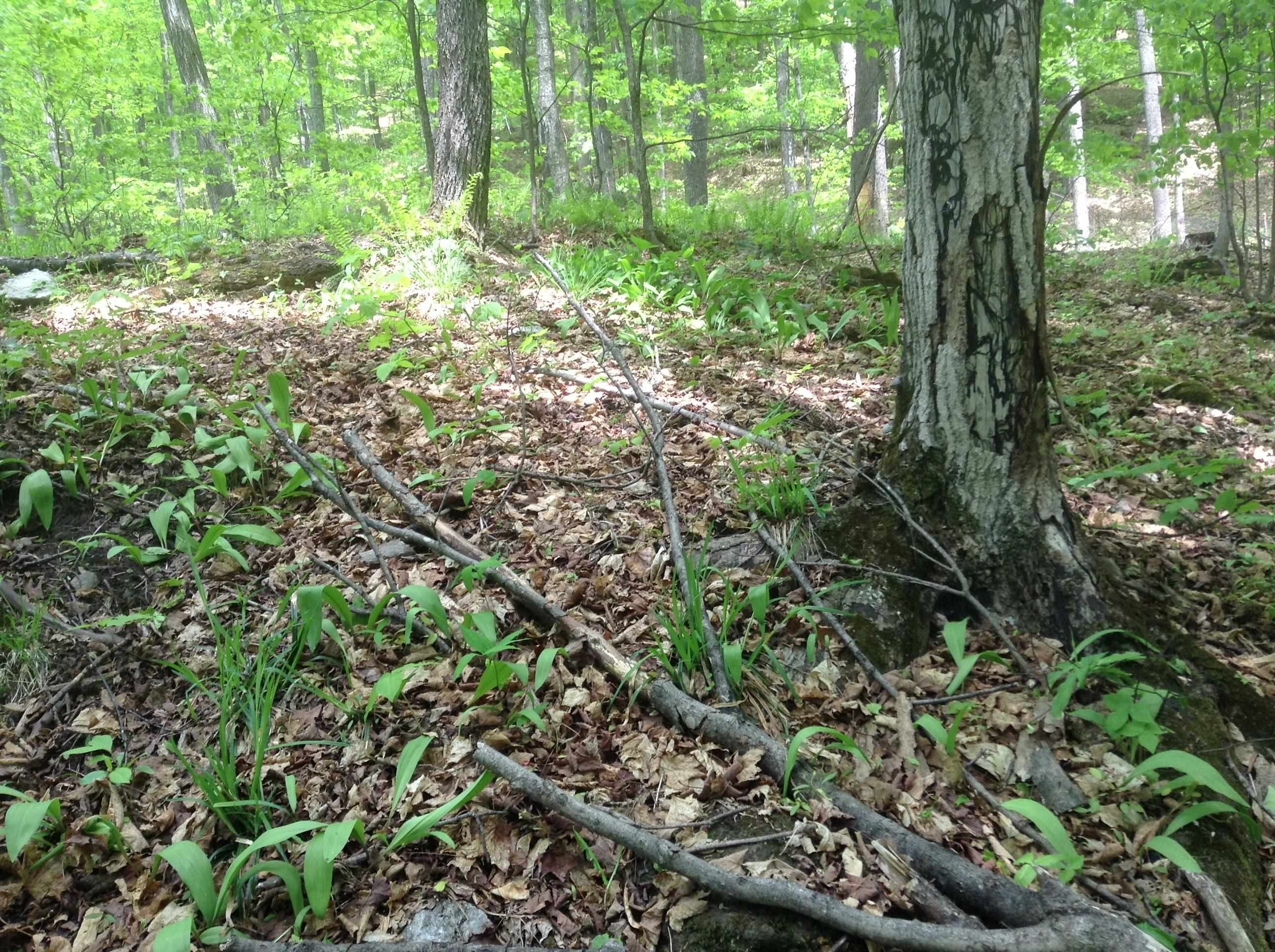 Vermont Land with Conservation Easement