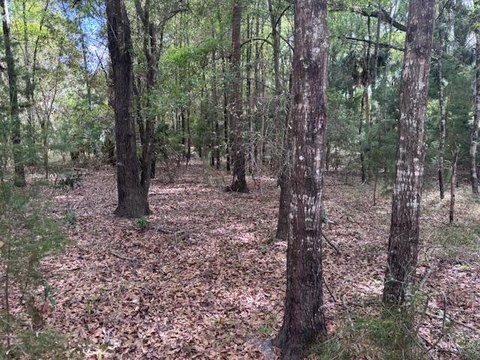 Chiefland Land with Private Access
